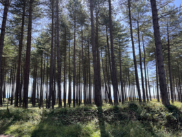 through the trees looking towards the coast Ross Woodhall - Action & Lifestyle Photography