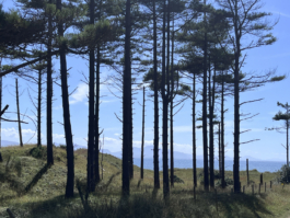 through the trees towards the coast on a sunny day Ross Woodhall - Action & Lifestyle Photography