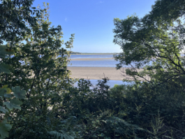looking out towards the sea through the trees Ross Woodhall - Action & Lifestyle Photography