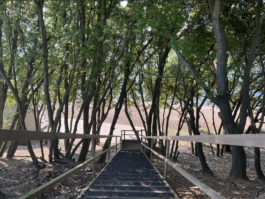 Hidden wooden stairs between tress down to the pebble beach Ross Woodhall - Action & Lifestyle Photography